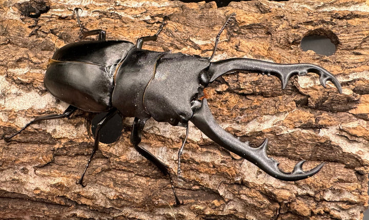 【WD】《ギラファノコギリ亜種ボロブドゥール 92mm ペア》