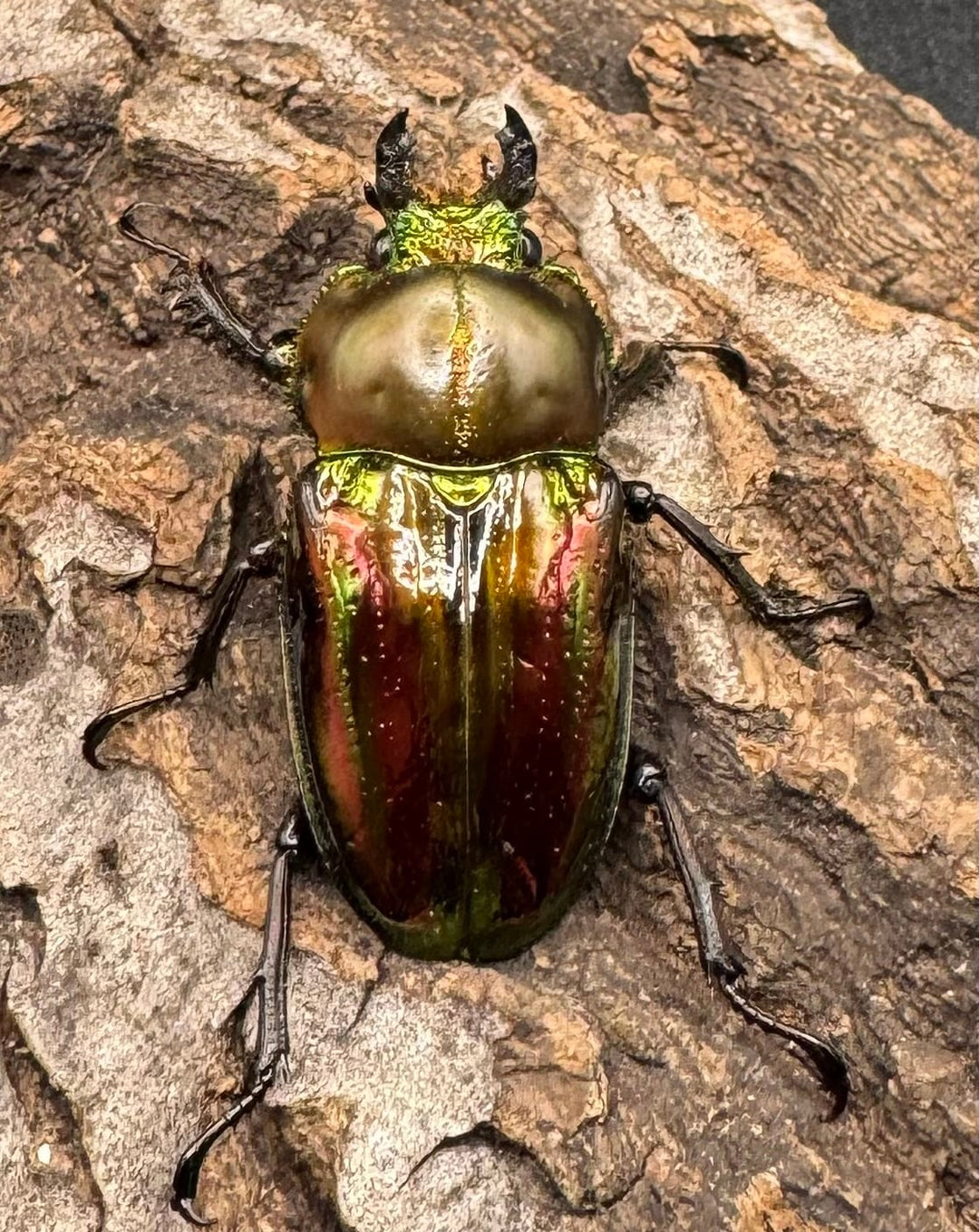 《ニジイロクワガタ 59mm ペア》