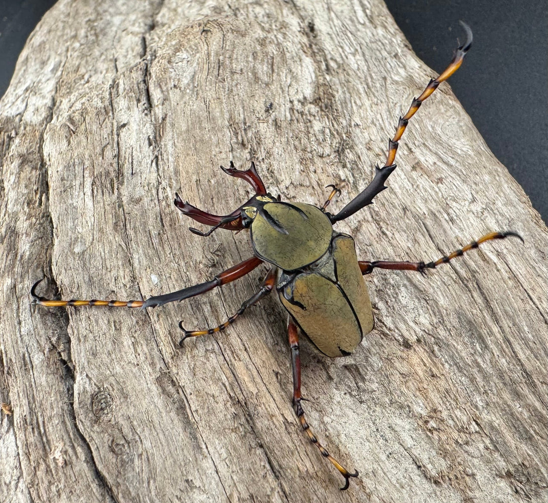 【WD】《ワリックツノハナムグリ亜種bowringi Free ペア》②