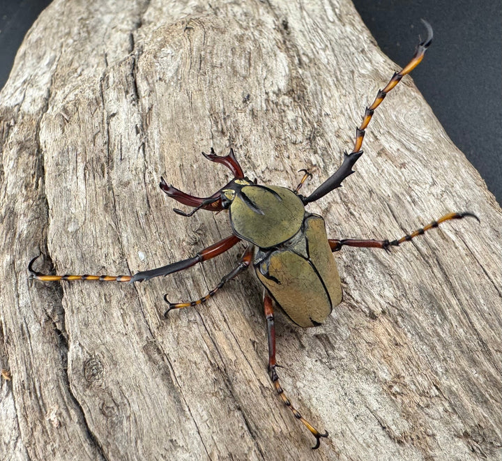 【WD】《ワリックツノハナムグリ亜種bowringi Free ペア》②