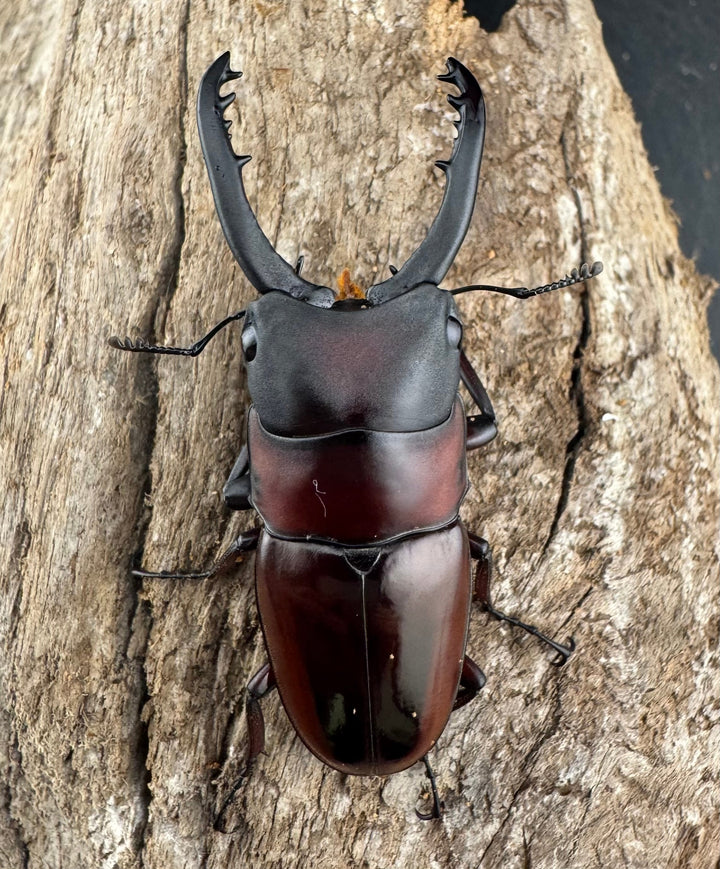 【WD】《ドルサリスノコギリ原名亜種 ボアク島産 53mm ペア》