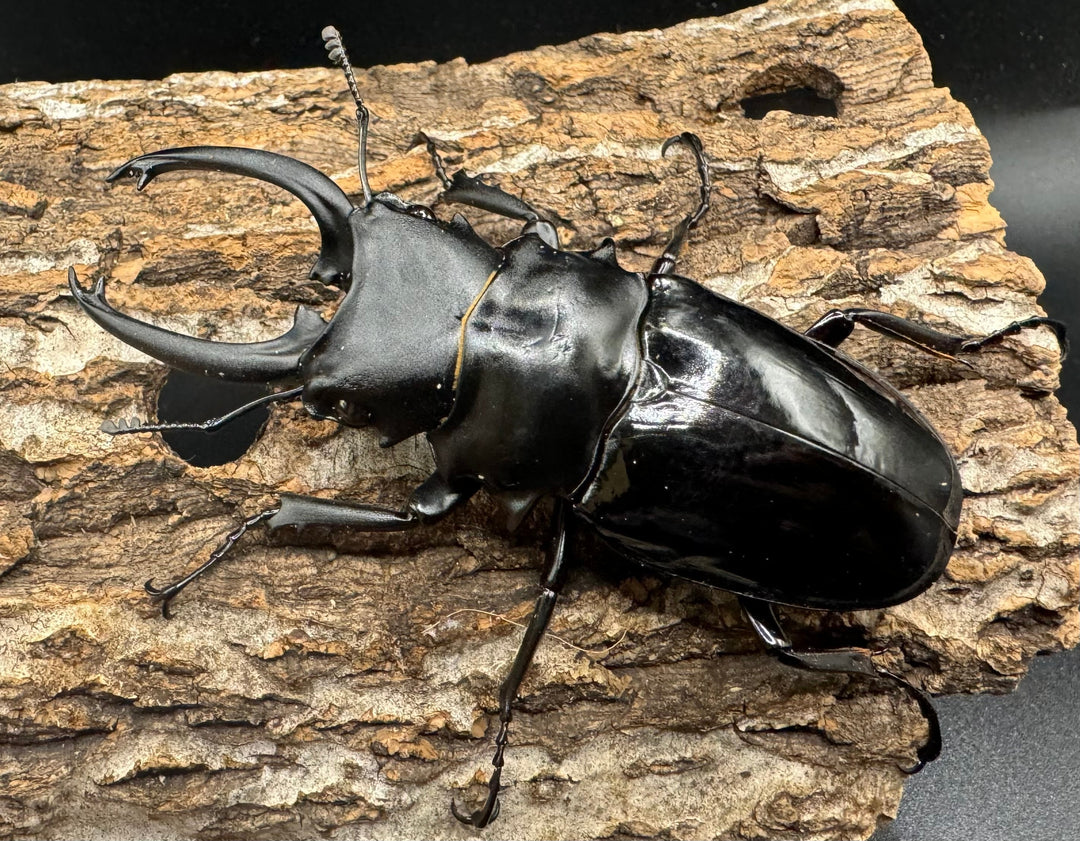 【WD】《ダールマンツヤクワガタ亜種celebensis 86.5mm ペア》