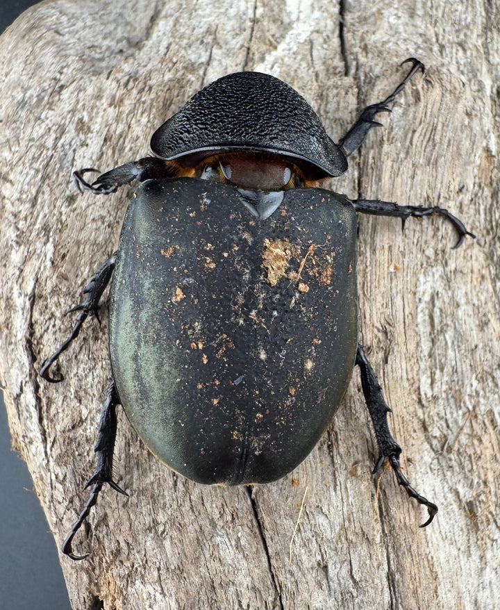 【WD】《ミンダナオアトラスオオカブト マラグサン産 94.5mm ペア》