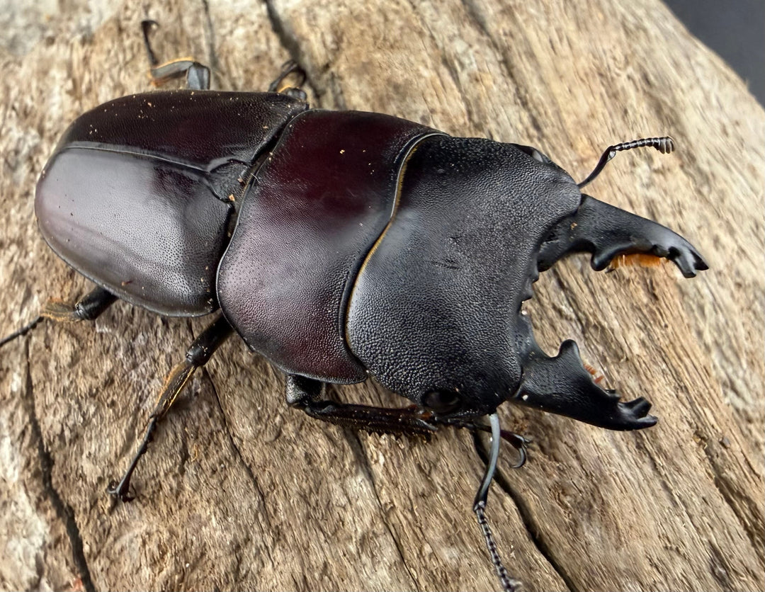 【WD】《タウルスヒラタ パラワン亜種 ロハス産 49.5mm ペア》