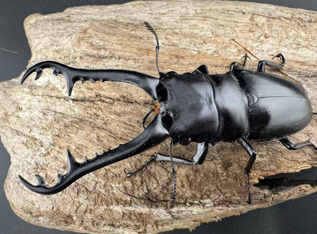 【WD】《 ギラファノコギリ原名亜種 ラオス産 88mm ペア》