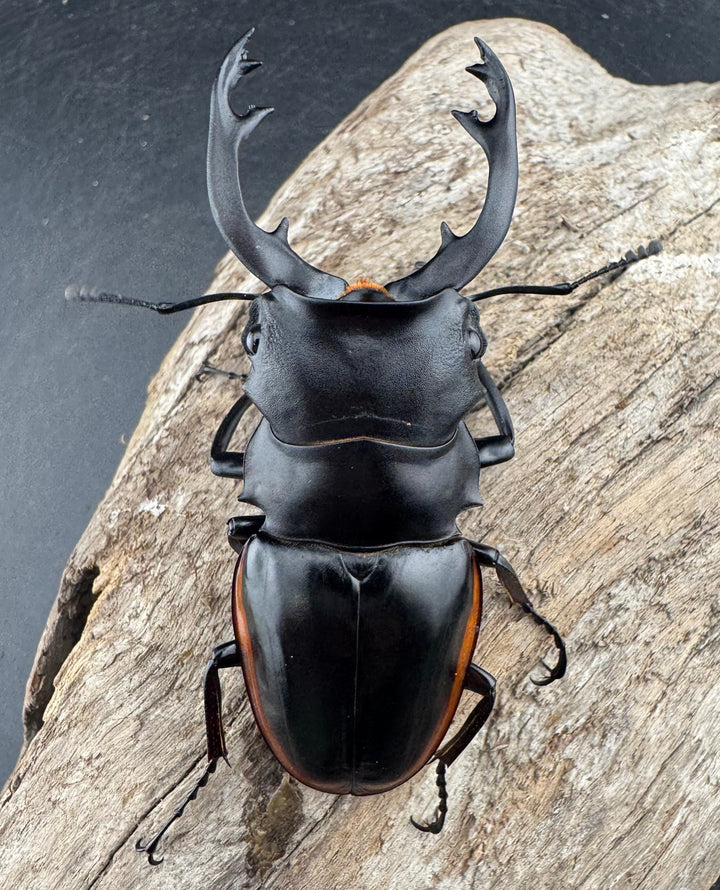 【WD】《クベラツヤクワガタ亜種sinensis 浙江省産 74.5mm ペア》