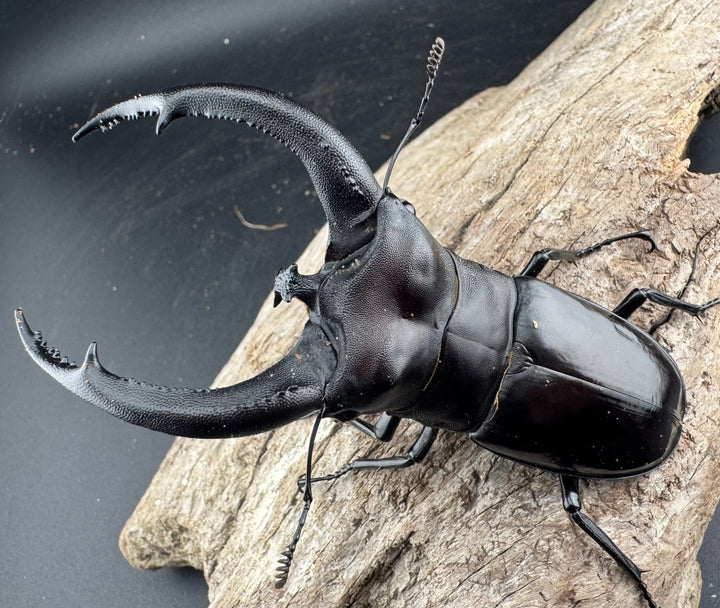 【WD】《リノケロスフタマタ 95.5mm ペア》