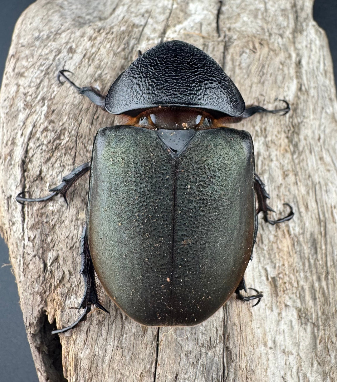 【WD】《ジャワコーカサスオオカブト 111mm ペア》