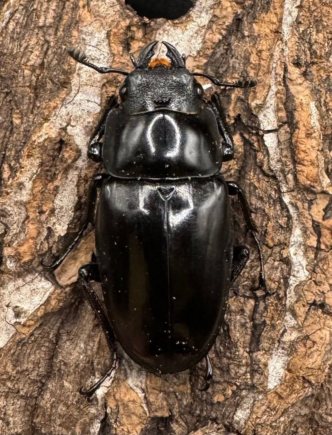 【WD】《ギラファノコギリ亜種ボロブドゥール 91.5mm ♀A'品ペア》