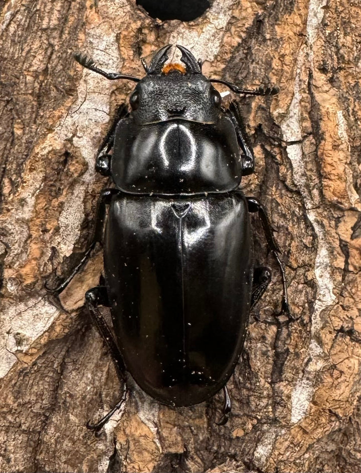 【WD】《ギラファノコギリ亜種ボロブドゥール 91.5mm ♀A'品ペア》