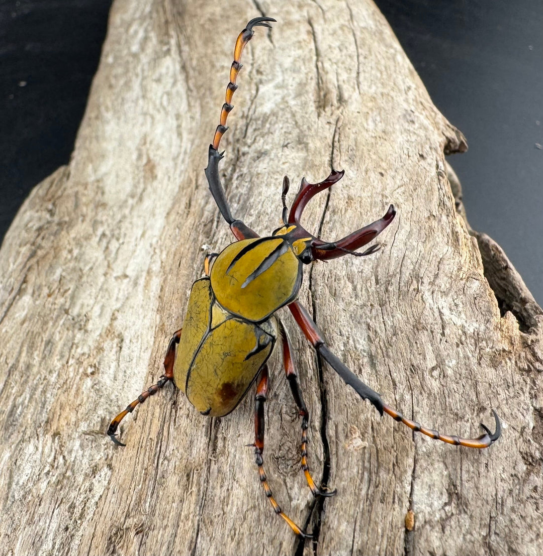 【WD】《ワリックツノハナムグリ亜種bowringi Free ペア》③