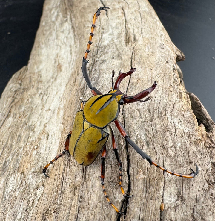 【WD】《ワリックツノハナムグリ亜種bowringi Free ペア》③