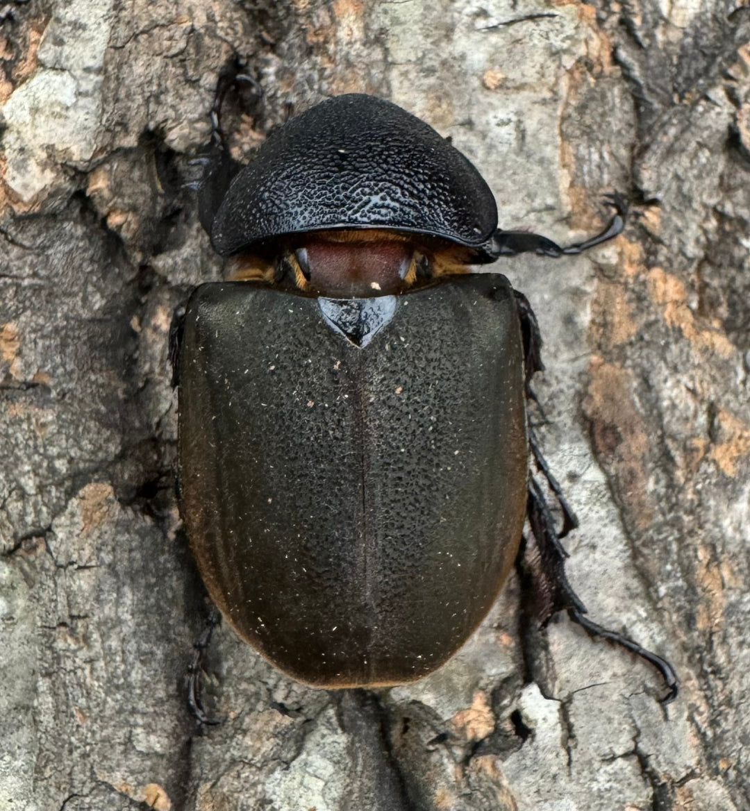 【WD】《ジャワコーカサスオオカブト 105.5mm ペア》