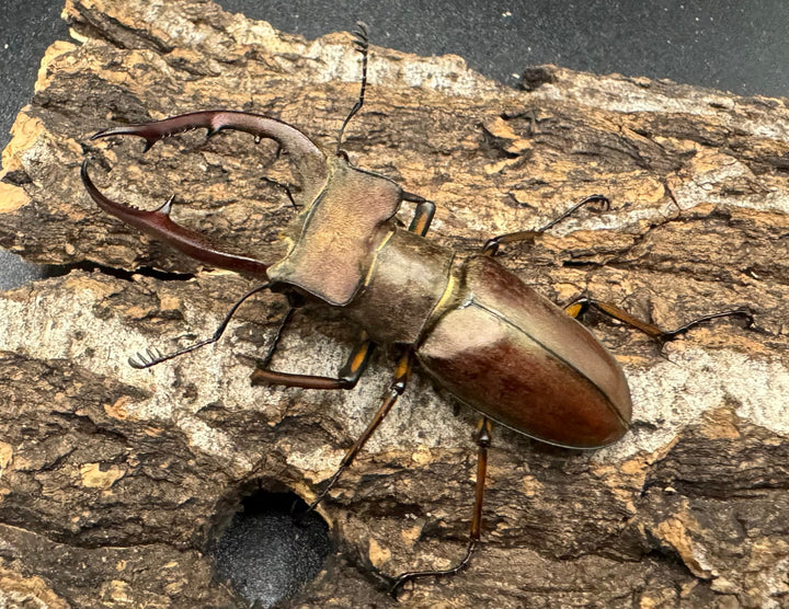 【WD】《ルックミヤマ 63mm ペア》