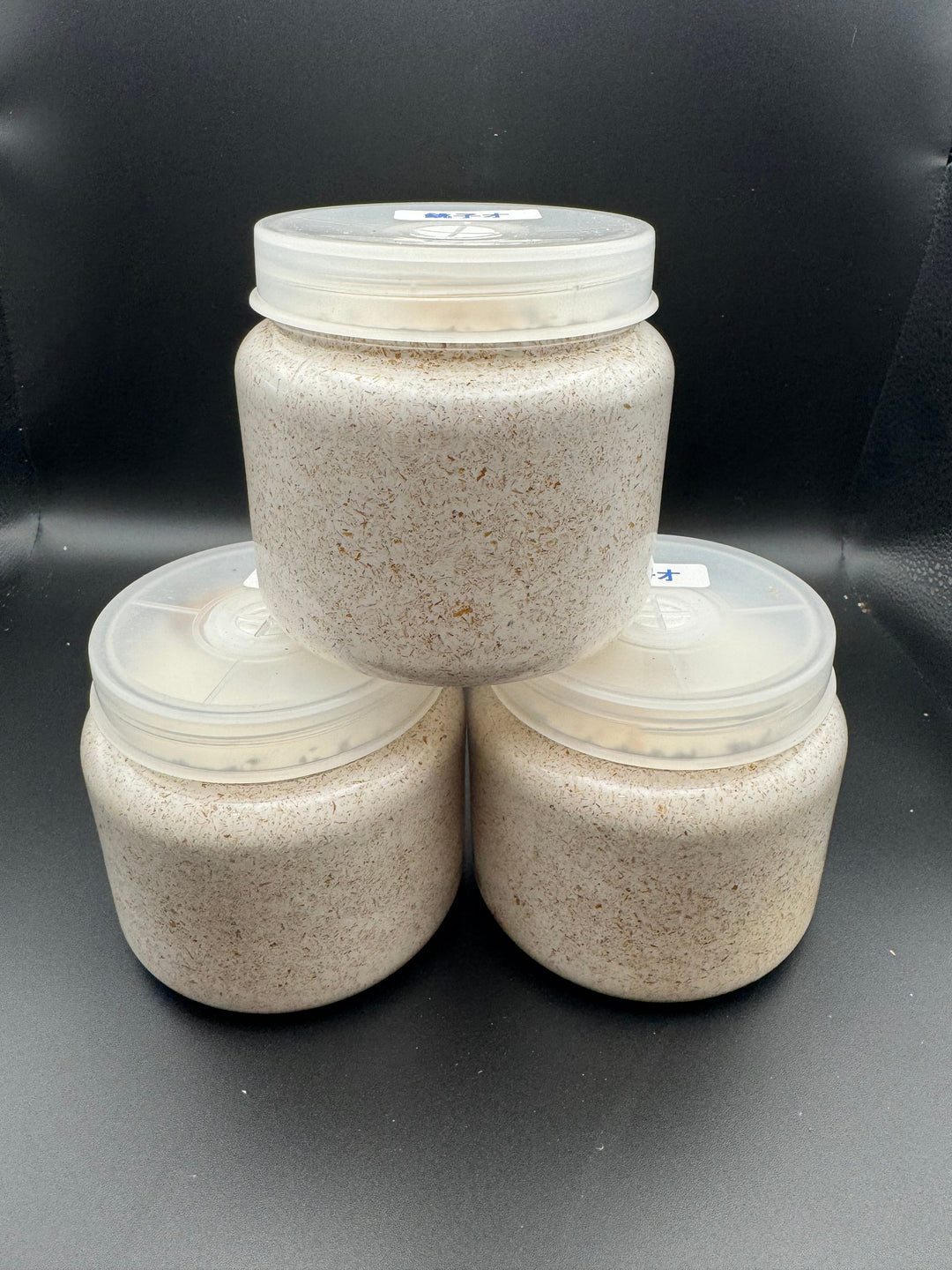 《ニジイロクワガタ レコード同腹ライン（アウト） 幼虫3頭セット》