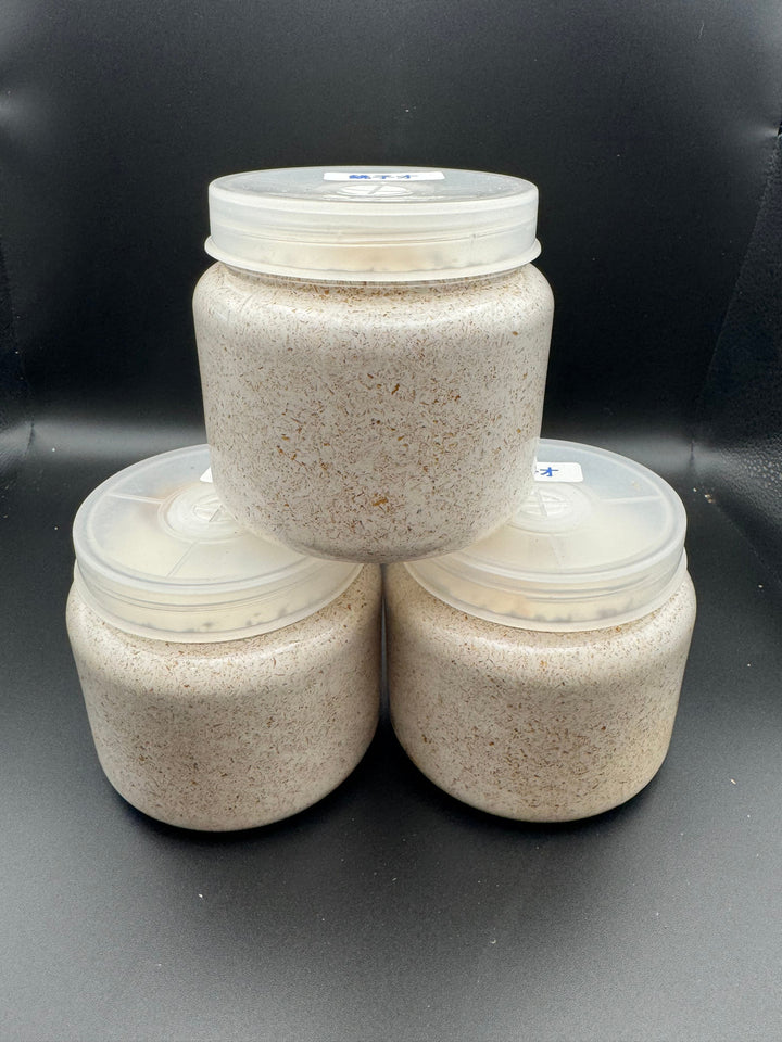 《ニジイロクワガタ レコード同腹ライン（アウト） 幼虫3頭セット》