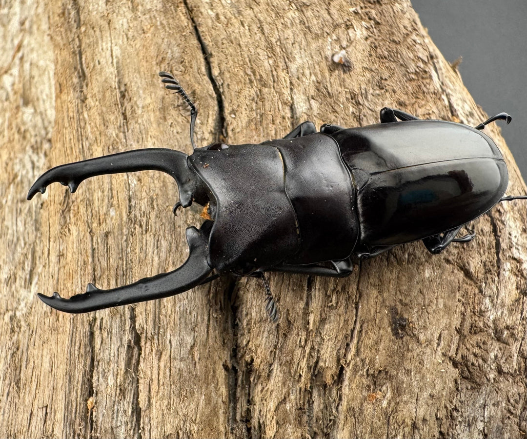 【WD】《ブッダノコギリ ボアク島産 49mm ペア》