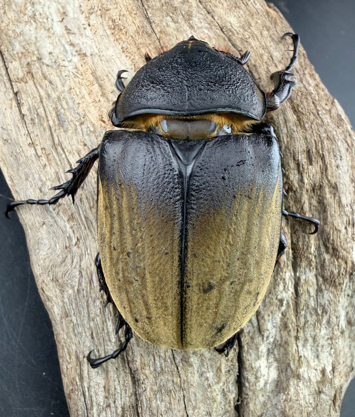 《ギアスゾウカブト亜種プランディ 98mm ペア》