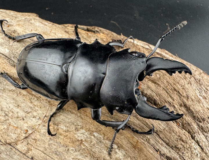 【WD】《シヴァツヤクワガタ ラオス産 75mm ペア》