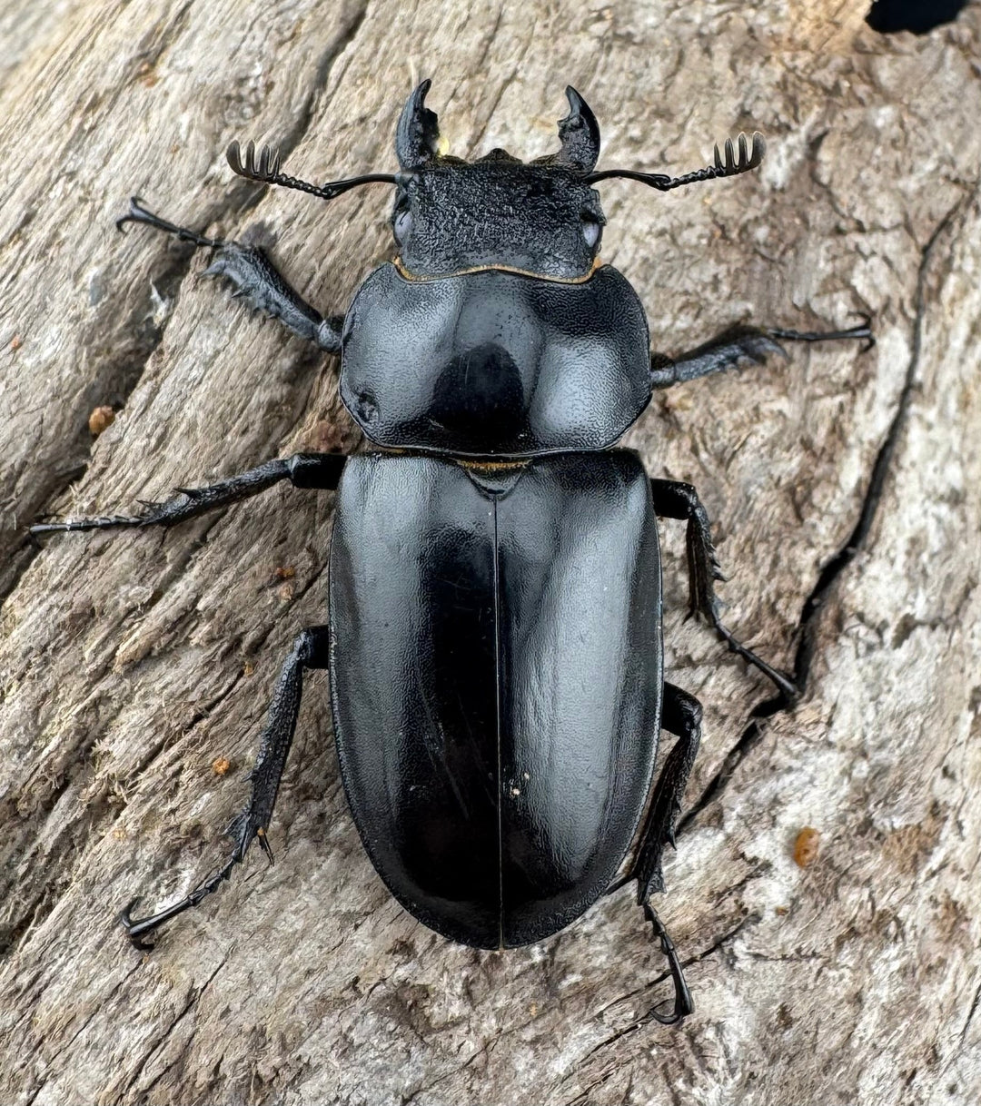 【WD】《プラネットミヤマクワガタ 81mm ペア》