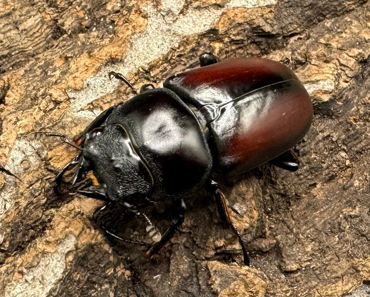 【WD】《チベット産 ドンキエルコクワ原名亜種 34mm ペア》