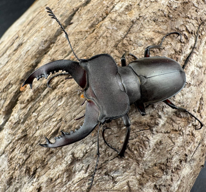 【WD】《クラッペリッヒミヤマ 42mm ♀脚黄紋 ペア》