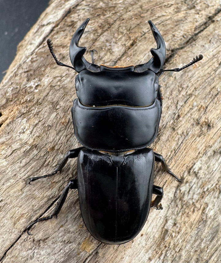 【WD】《ヤクシャオオクワ ベトナム産 47mm ペア》