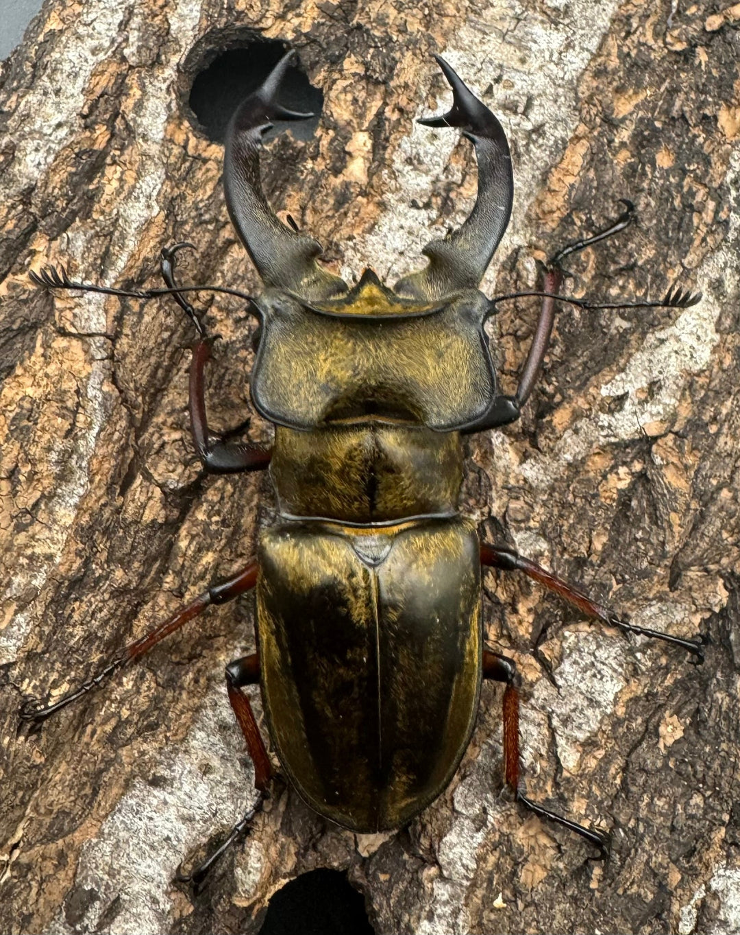 【WD】《セリケウスミヤマ原名亜種 68mm ペア》