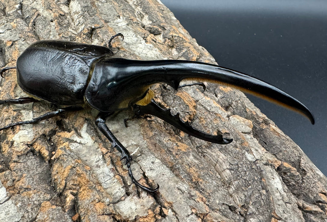 《ヘラクレス・ヘラクレス 139mm ペア》