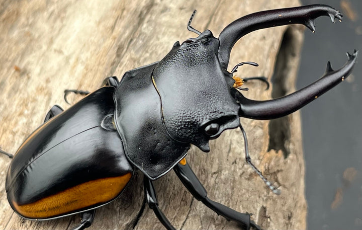 【WD】《スティーブンスツヤ亜種mamaesaensis 71.5mm ペア》