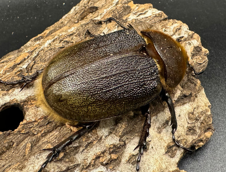 《ヘラクレス・ヘラクレス 126mm ペア》