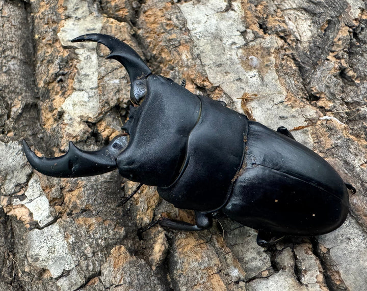 【WF3】《サキシマヒラタクワガタ 65mm ペア》