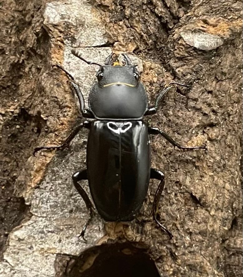 【WD】超貴重種《スピネウスノコギリクワガタ 36mmUP ペア B品》