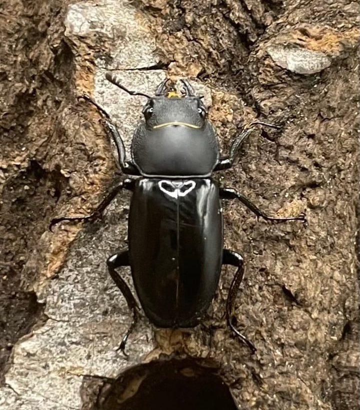 【WD】超貴重種《スピネウスノコギリクワガタ 36mmUP ペア B品》