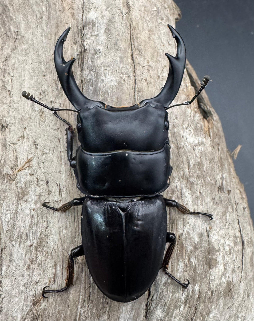 【WD】《パリーオオクワ ベンクール産 63mm ペア》