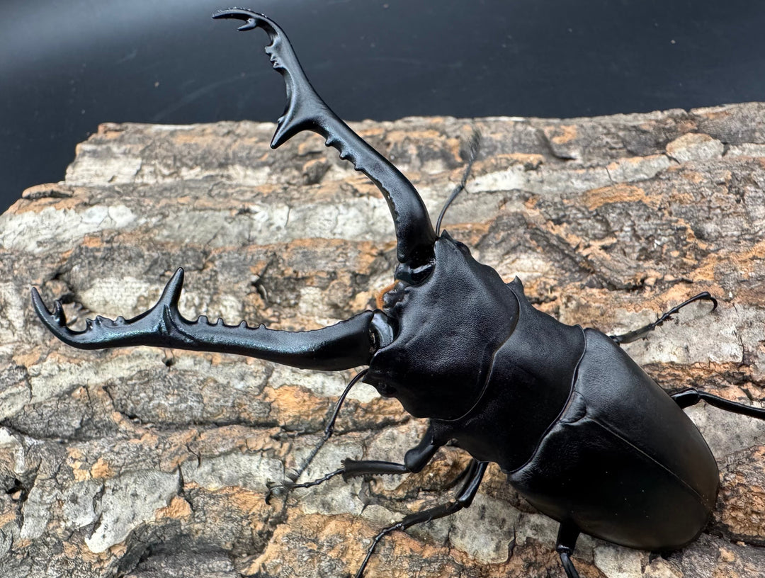 《ギラファノコギリ亜種ケイスケ 112mm ペア》