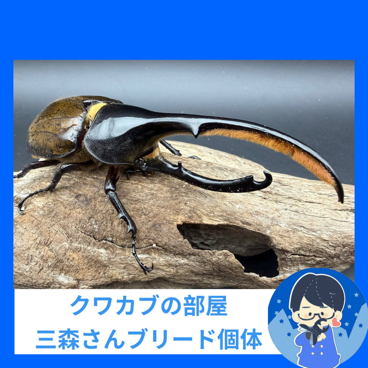 【WF2】《ヘラクレス・リッキー ブルー個体からの累代 146.5mm ペア》クワカブの部屋三森氏ブリード個体