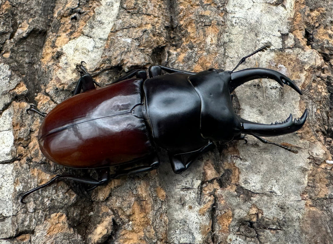 【WF2】《アローコクワ亜種ノブヒロイ 58mm ♂♀♀トリオ》