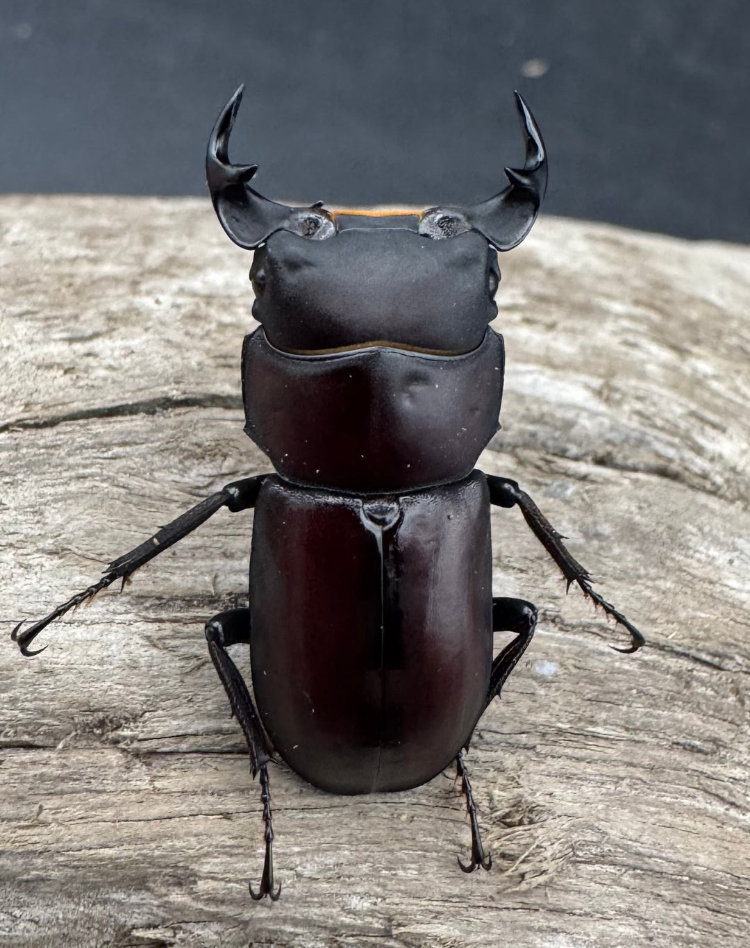 《ラティオキナティブスコクワガタ 30mm ペア》