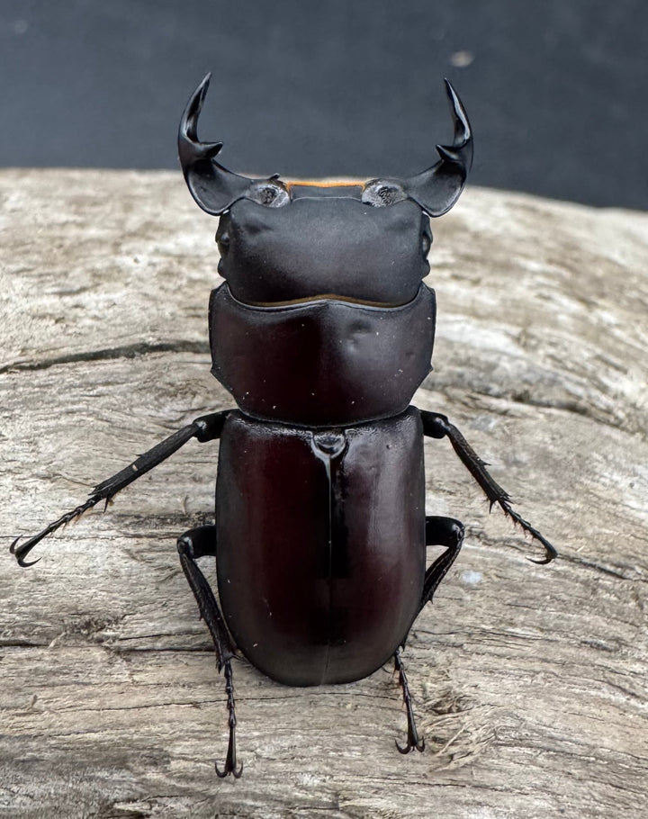 《ラティオキナティブスコクワガタ 30mm ペア》