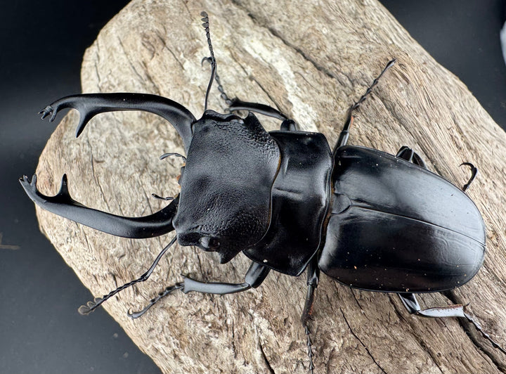 【WD】《スチーブンスツヤ原名亜種 76mm ペア》