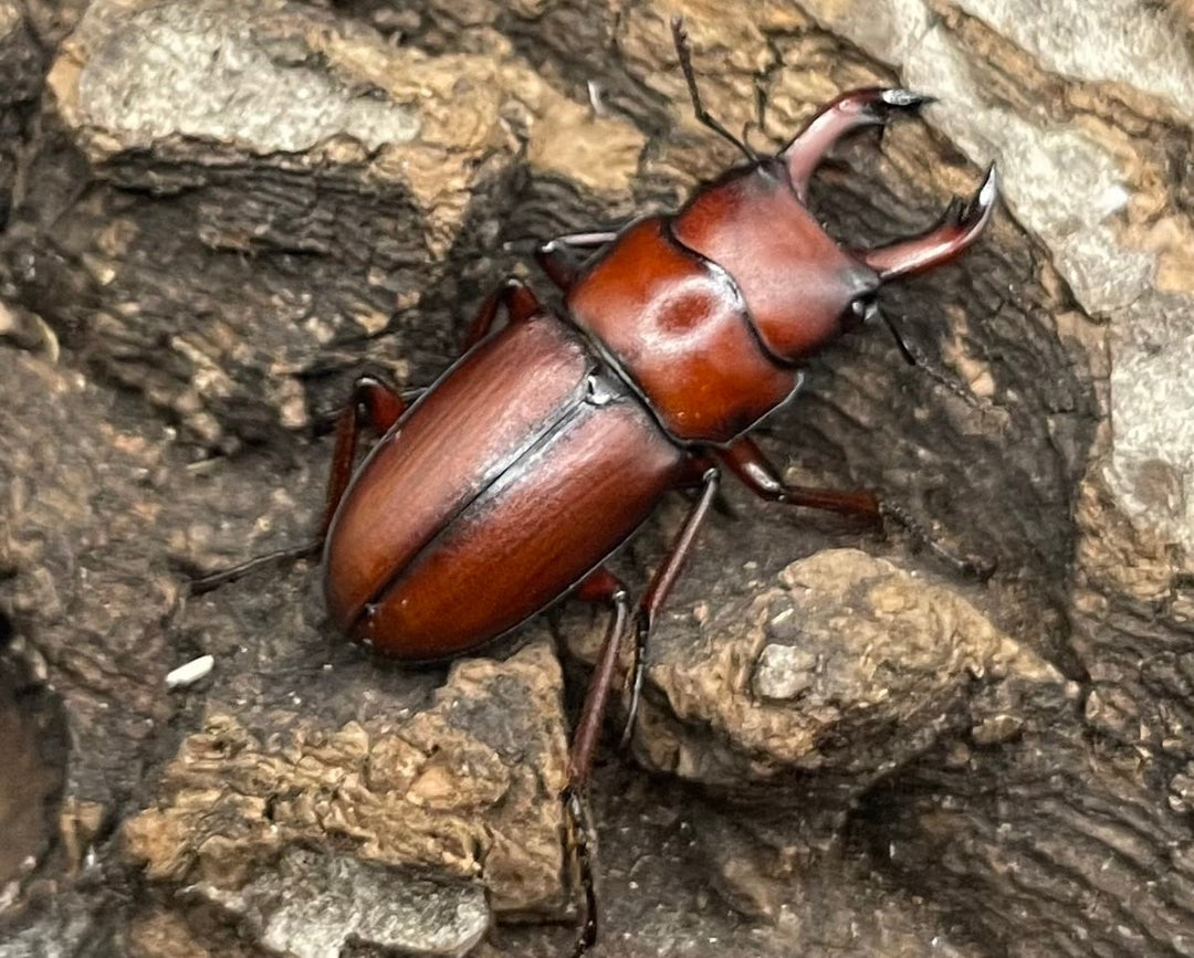 【WD】美麗種《ヨンレンセスジ ペア》