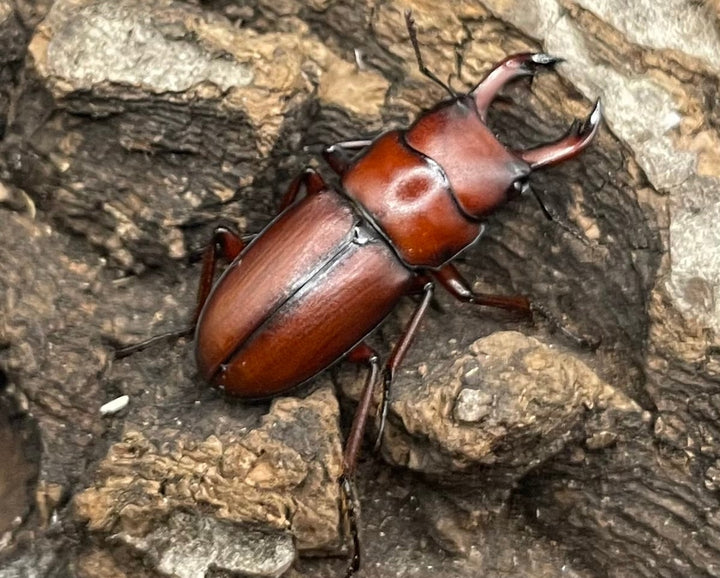 【WD】美麗種《ヨンレンセスジ ペア》