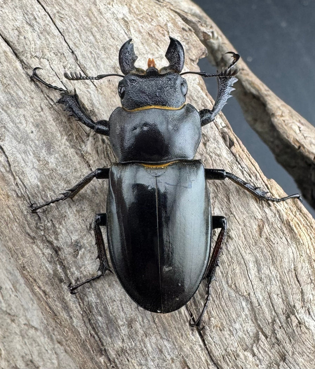 【WD】《ツェンワンラオシャンミヤマ 45.5mm ペア》