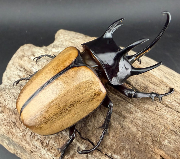 【WD】《ゴホンツノカブト原名亜種 タイ産 83mm ペア》