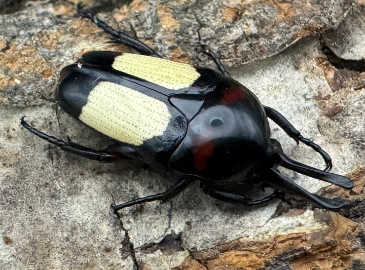 レア産地《キモンツノホソカナブン ペア》