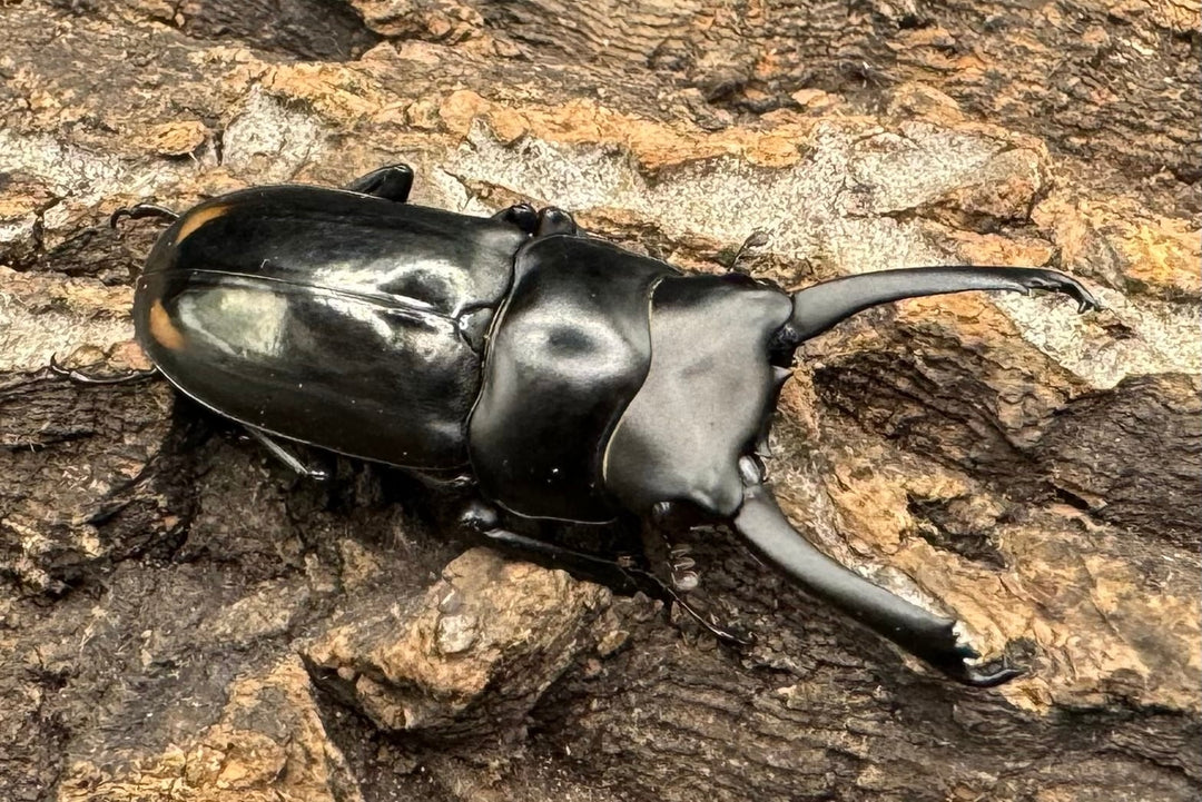 《ヒマラヤコクワ 39mm ペア＋♂おまけ》