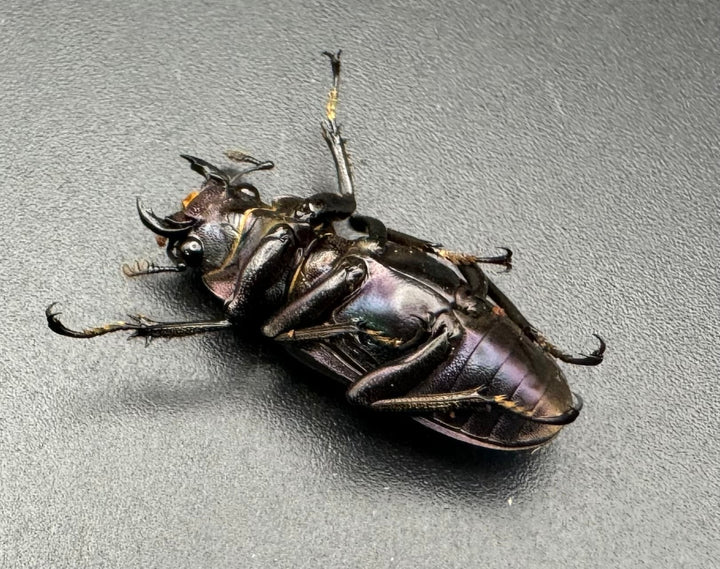 【美麗】即ブリ《メタリフェルホソアカ 77mm ペア》わたくわ氏ブリード個体