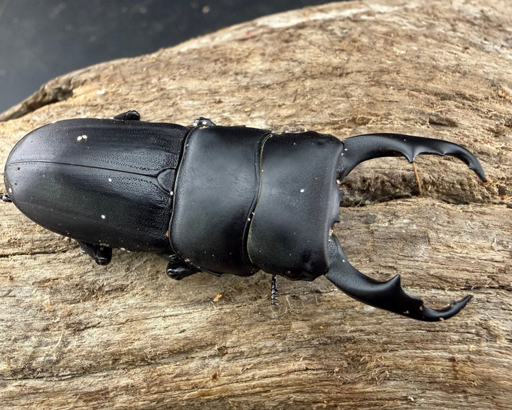 【WD】《ハンステインヒラタ原名亜種 47mm ペア》