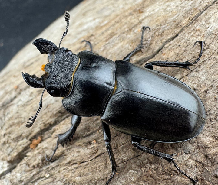 【WD】《デューベイアヌスミヤマ 37.5mm ♀単》